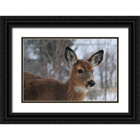 Winter Doe II Black Ornate Wood Framed Art Print with Double Matting by Berzel, Erin