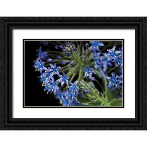 Purple Blossoms Black Ornate Wood Framed Art Print with Double Matting by Berzel, Erin