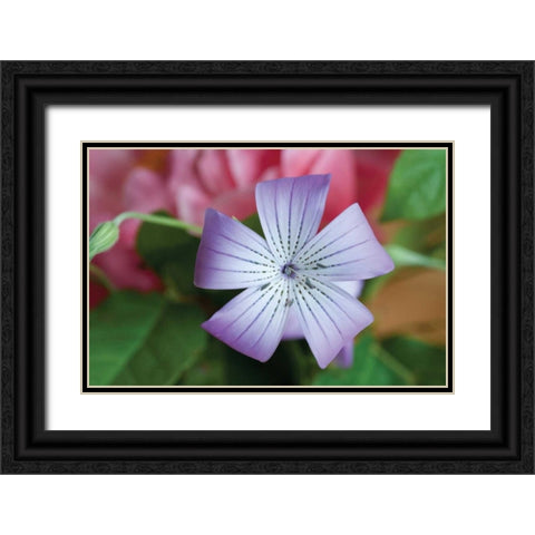 Delicate Flower II Black Ornate Wood Framed Art Print with Double Matting by Berzel, Erin