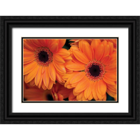 Orange Gerbera Daisies Black Ornate Wood Framed Art Print with Double Matting by Berzel, Erin