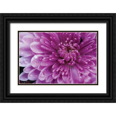 Purple Mum I Black Ornate Wood Framed Art Print with Double Matting by Berzel, Erin