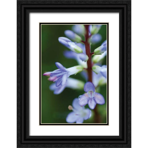 In the Garden II Black Ornate Wood Framed Art Print with Double Matting by Berzel, Erin