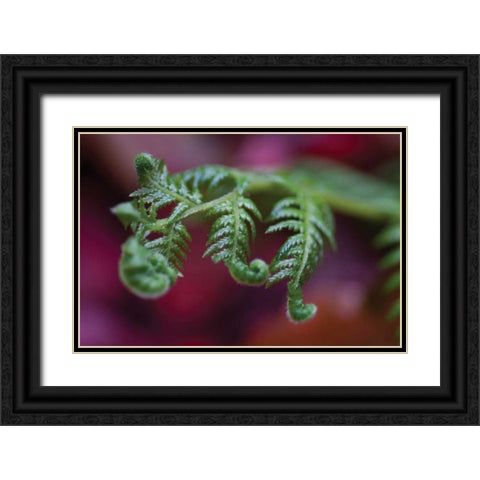 Fern Detail II Black Ornate Wood Framed Art Print with Double Matting by Berzel, Erin