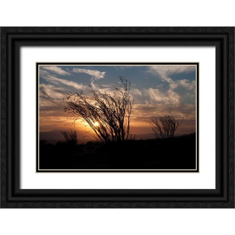 Ocotillo Cactus I Black Ornate Wood Framed Art Print with Double Matting by Berzel, Erin