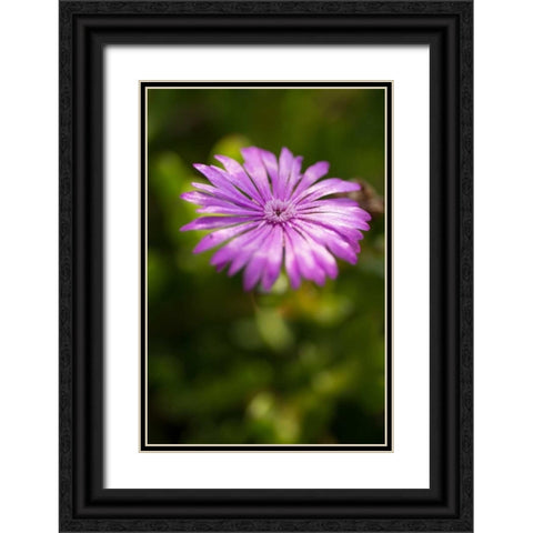 Purple Blossom Black Ornate Wood Framed Art Print with Double Matting by Berzel, Erin