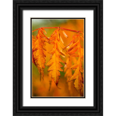 Fall Leaves I Black Ornate Wood Framed Art Print with Double Matting by Berzel, Erin