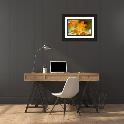 Fall Leaves III Black Ornate Wood Framed Art Print with Double Matting by Berzel, Erin