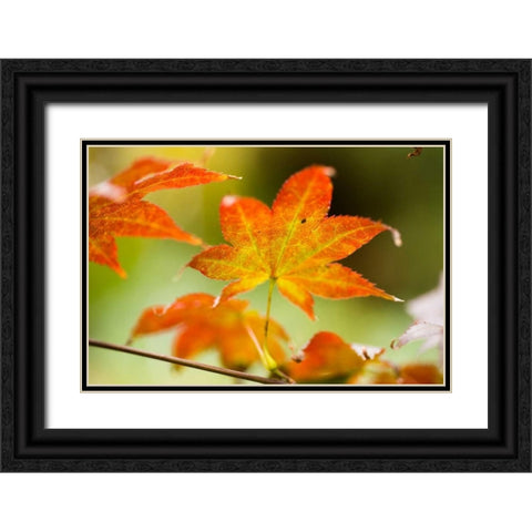 Fall Leaves III Black Ornate Wood Framed Art Print with Double Matting by Berzel, Erin
