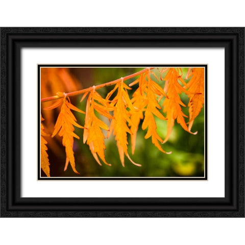 Fall Leaves IV Black Ornate Wood Framed Art Print with Double Matting by Berzel, Erin