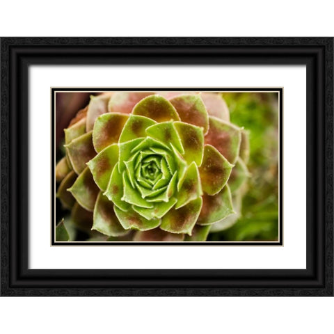 Sempervivum Ohioan Black Ornate Wood Framed Art Print with Double Matting by Berzel, Erin