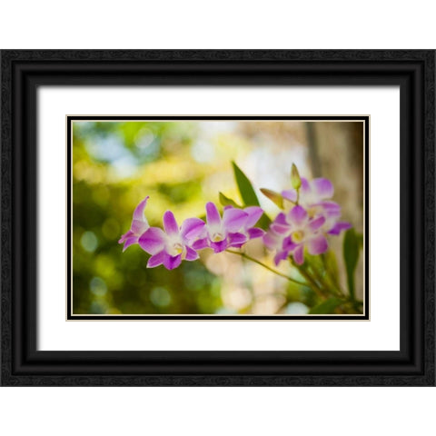 Thai Orchids Black Ornate Wood Framed Art Print with Double Matting by Berzel, Erin