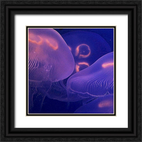 Jellyfish Dance II Black Ornate Wood Framed Art Print with Double Matting by Crane, Rita