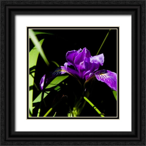 Wild Iris I Black Ornate Wood Framed Art Print with Double Matting by Crane, Rita