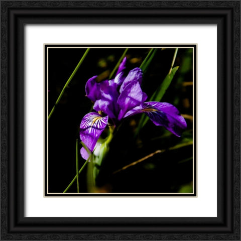 Wild Iris II Black Ornate Wood Framed Art Print with Double Matting by Crane, Rita