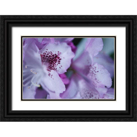 Lavender Rhodies I Black Ornate Wood Framed Art Print with Double Matting by Crane, Rita