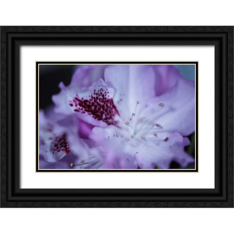 Lavender Rhodies II Black Ornate Wood Framed Art Print with Double Matting by Crane, Rita