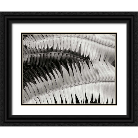 Fern II Black Ornate Wood Framed Art Print with Double Matting by Christensen, Jim