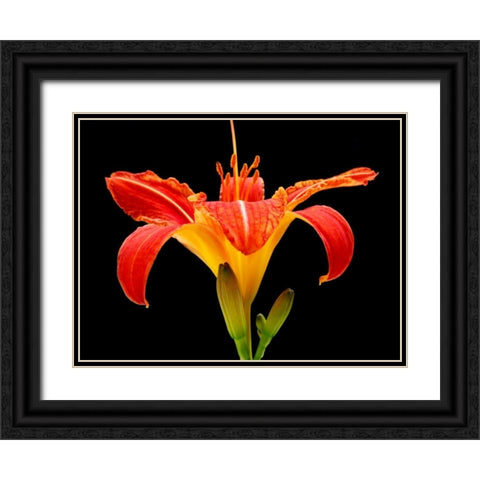Day Lily II Black Ornate Wood Framed Art Print with Double Matting by Christensen, Jim