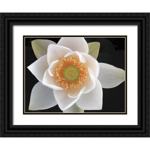 Lotus II Black Ornate Wood Framed Art Print with Double Matting by Christensen, Jim