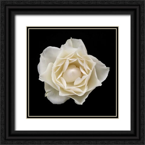White Rose I Black Ornate Wood Framed Art Print with Double Matting by Christensen, Jim