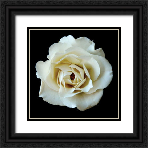 White Rose II Black Ornate Wood Framed Art Print with Double Matting by Christensen, Jim