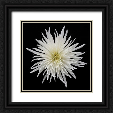 Chrysanthemum I Black Ornate Wood Framed Art Print with Double Matting by Christensen, Jim