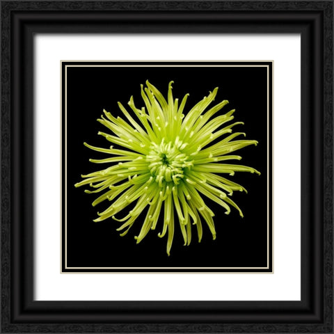 Chrysanthemum II Black Ornate Wood Framed Art Print with Double Matting by Christensen, Jim