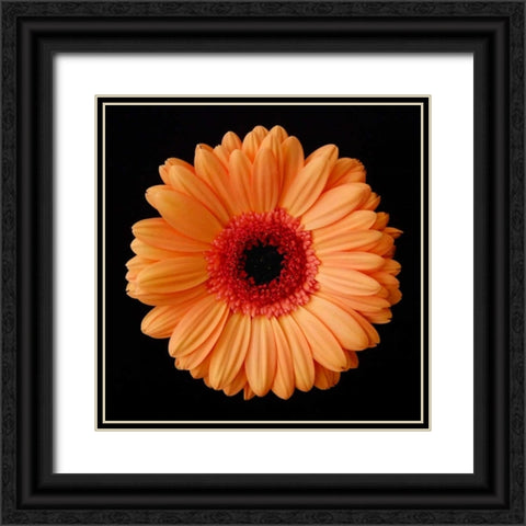 Orange Gerber Daisy Black Ornate Wood Framed Art Print with Double Matting by Christensen, Jim
