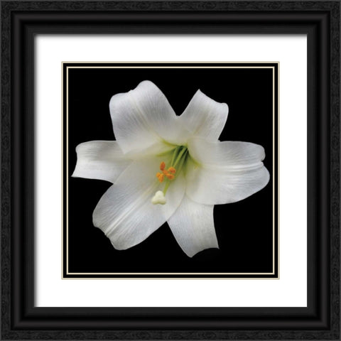 White Lily Black Ornate Wood Framed Art Print with Double Matting by Christensen, Jim