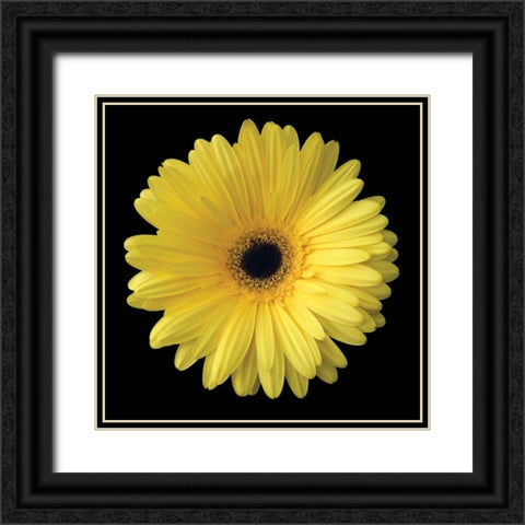Yellow Gerbera Daisy Black Ornate Wood Framed Art Print with Double Matting by Christensen, Jim