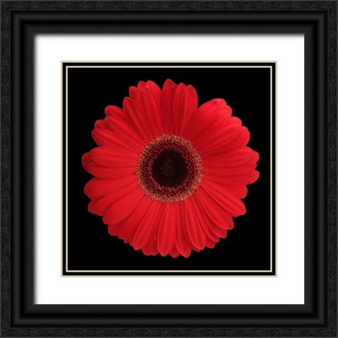 Red Gerbera Daisy Black Ornate Wood Framed Art Print with Double Matting by Christensen, Jim