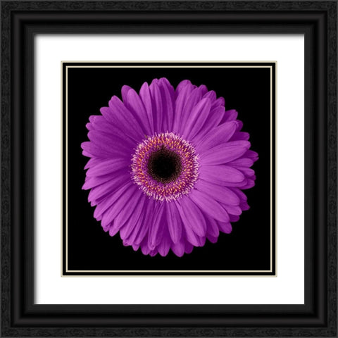 Purple Gerbera Daisy Black Ornate Wood Framed Art Print with Double Matting by Christensen, Jim