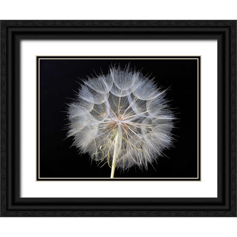 Goats Beard 1 Black Ornate Wood Framed Art Print with Double Matting by Christensen, Jim