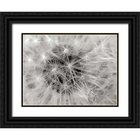 Dandelion 2 Black Ornate Wood Framed Art Print with Double Matting by Christensen, Jim