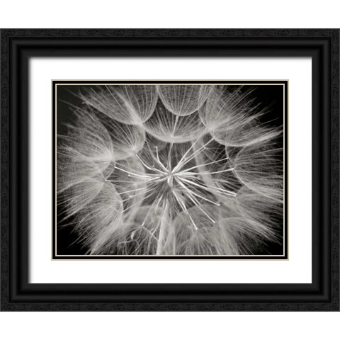 Goats Beard 3 Black Ornate Wood Framed Art Print with Double Matting by Christensen, Jim