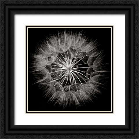 Goats Beard 5 Black Ornate Wood Framed Art Print with Double Matting by Christensen, Jim