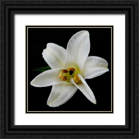 Lily on Black II Black Ornate Wood Framed Art Print with Double Matting by Christensen, Jim