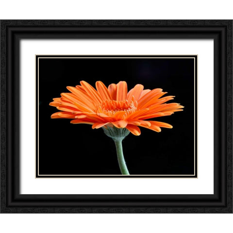 Gerber Angle II Black Ornate Wood Framed Art Print with Double Matting by Christensen, Jim