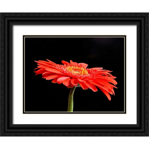 Gerber Angle V Black Ornate Wood Framed Art Print with Double Matting by Christensen, Jim