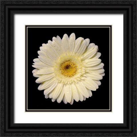 Drops on Gerber I Black Ornate Wood Framed Art Print with Double Matting by Christensen, Jim