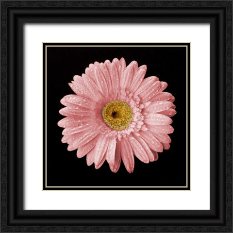 Drops on Gerber II Black Ornate Wood Framed Art Print with Double Matting by Christensen, Jim