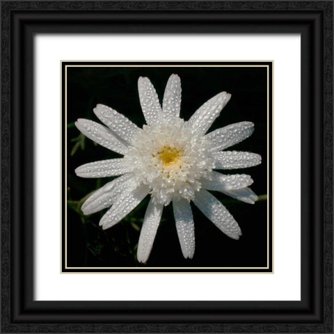 Flower on Black I Black Ornate Wood Framed Art Print with Double Matting by Christensen, Jim