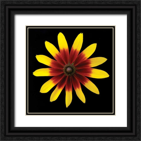 Flower on Black II Black Ornate Wood Framed Art Print with Double Matting by Christensen, Jim