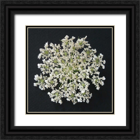 Queen Annes Lace I Black Ornate Wood Framed Art Print with Double Matting by Christensen, Jim