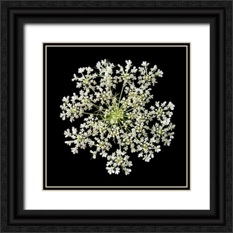 Queen Annes Lace II Black Ornate Wood Framed Art Print with Double Matting by Christensen, Jim
