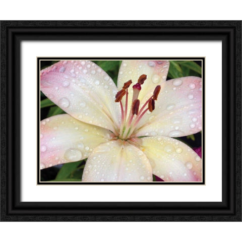 Flower After Rain I Black Ornate Wood Framed Art Print with Double Matting by Christensen, Jim