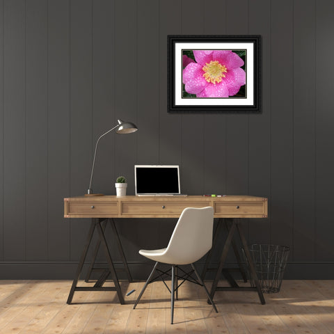 Flower After Rain II Black Ornate Wood Framed Art Print with Double Matting by Christensen, Jim