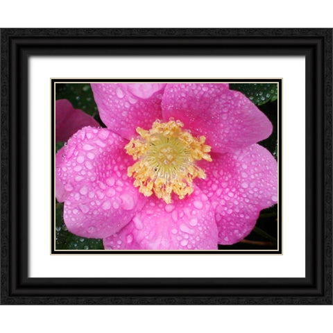 Flower After Rain II Black Ornate Wood Framed Art Print with Double Matting by Christensen, Jim