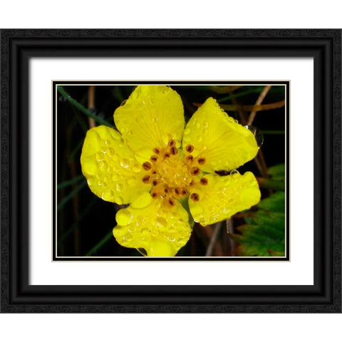 Flower After Rain III Black Ornate Wood Framed Art Print with Double Matting by Christensen, Jim