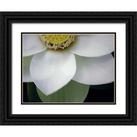 Macro Lotus Black Ornate Wood Framed Art Print with Double Matting by Christensen, Jim